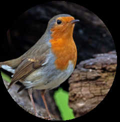 rouge gorge